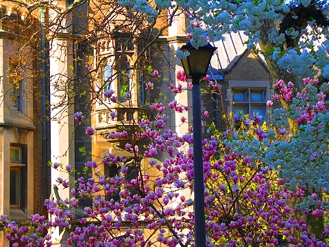 NY-St_John_The_Divine-Blooming_Flowering_Trees-16.JPG