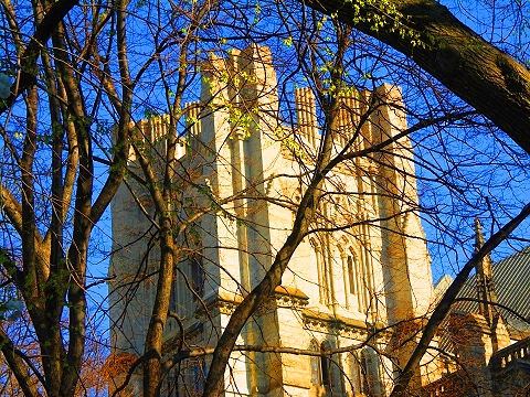 NY-St_John_The_Divine-Blooming_Flowering_Trees-17.JPG