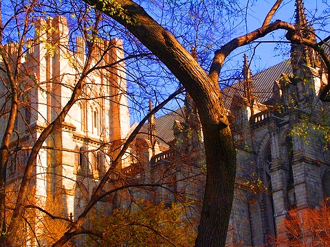 NY-St_John_The_Divine-Blooming_Flowering_Trees-18.JPG