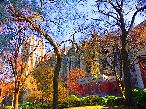 NY-St_John_The_Divine-Blooming_Flowering_Trees-19.JPG