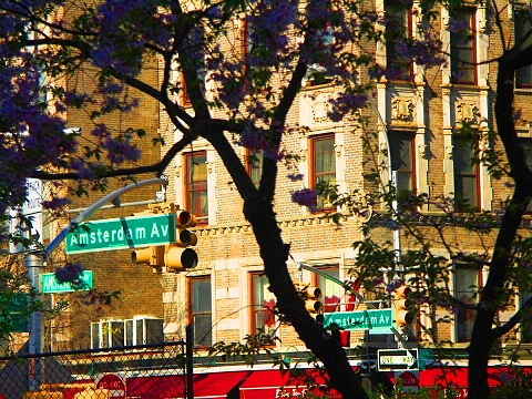 NY-St_John_The_Divine-Blooming_Flowering_Trees-20.JPG