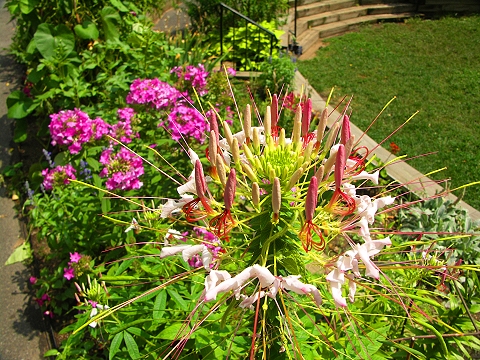 NY-Westside_Community_Garden-89th_and_Amsterdam-11.JPG