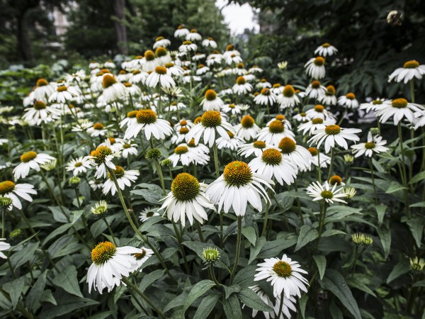 NY- Central Park Daisies