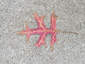 Leaf on the ground in New York