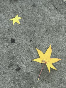 Two Leafs On The Ground In New York